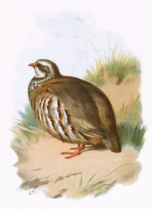 Punajalkainen Partridge